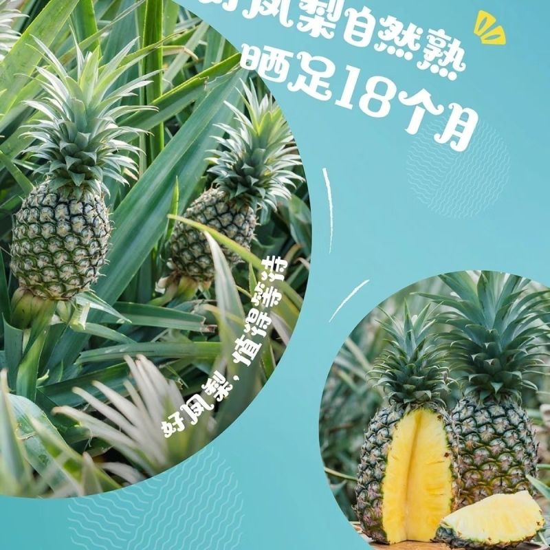 爆甜正宗海南凤梨新鲜水果应季芒果凤梨手撕香水凤梨大果无眼特大