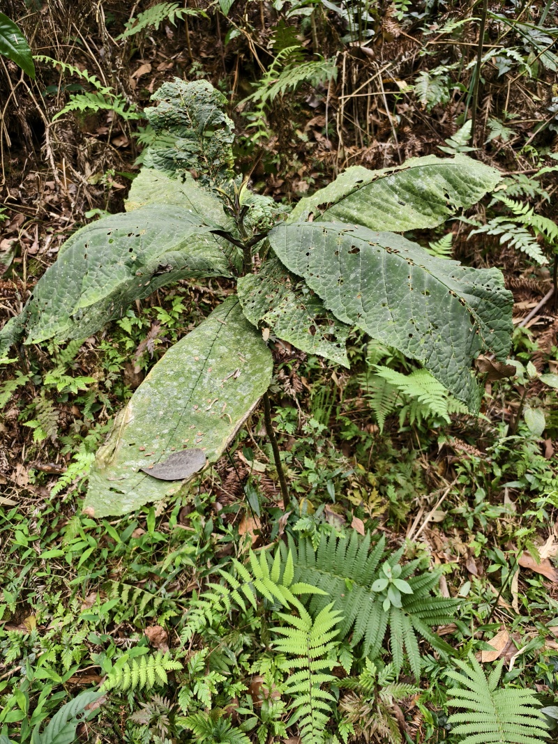 广西凤山