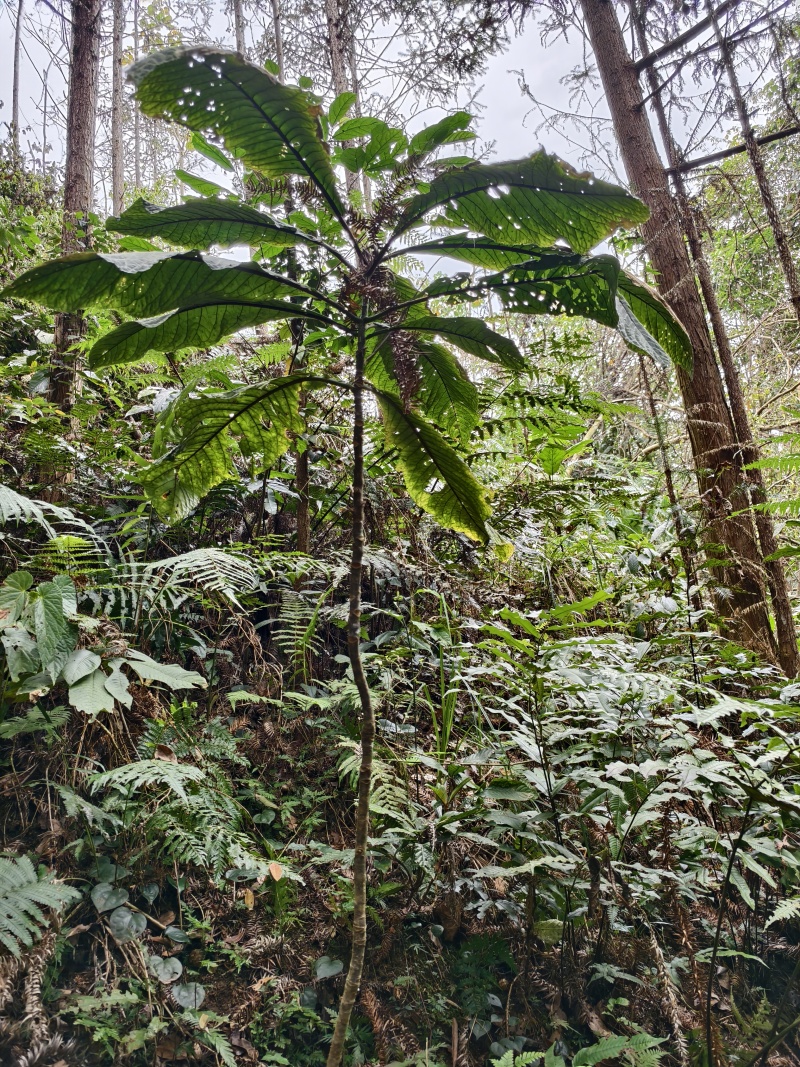 广西凤山