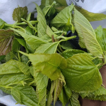 英德桑芽菜
