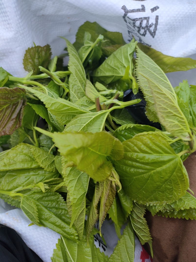 英德桑芽菜