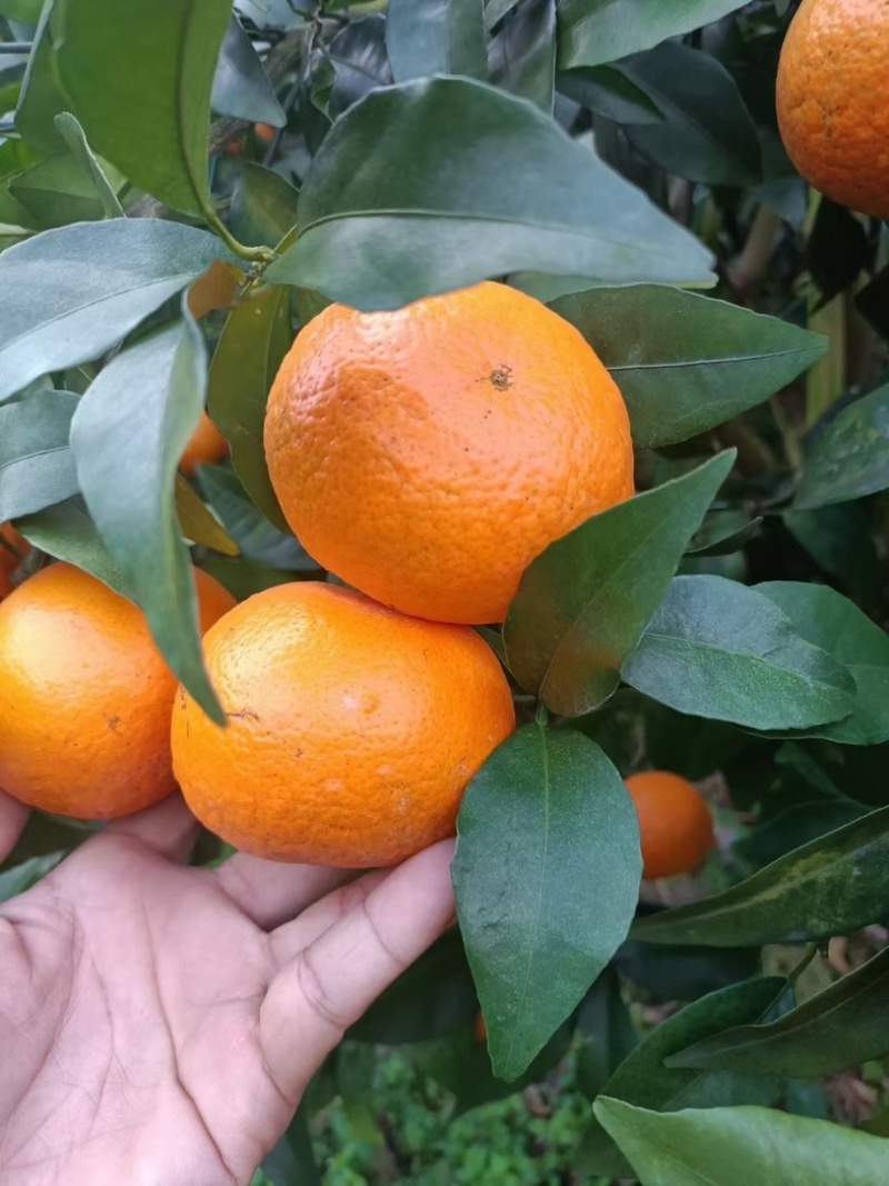 广西桂林沃柑