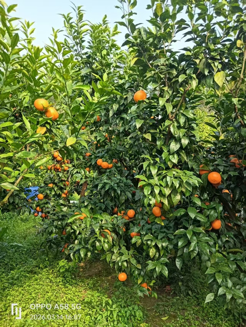 广西桂林沃柑