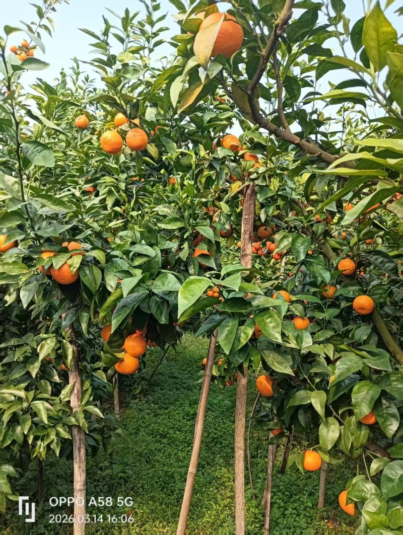 广西桂林沃柑
