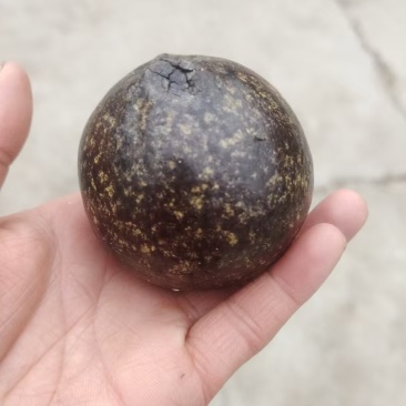 羊黄，也叫羊宝。