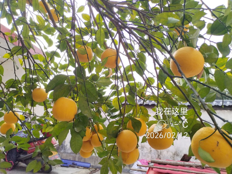 江酉省赣州市大余县香橡果