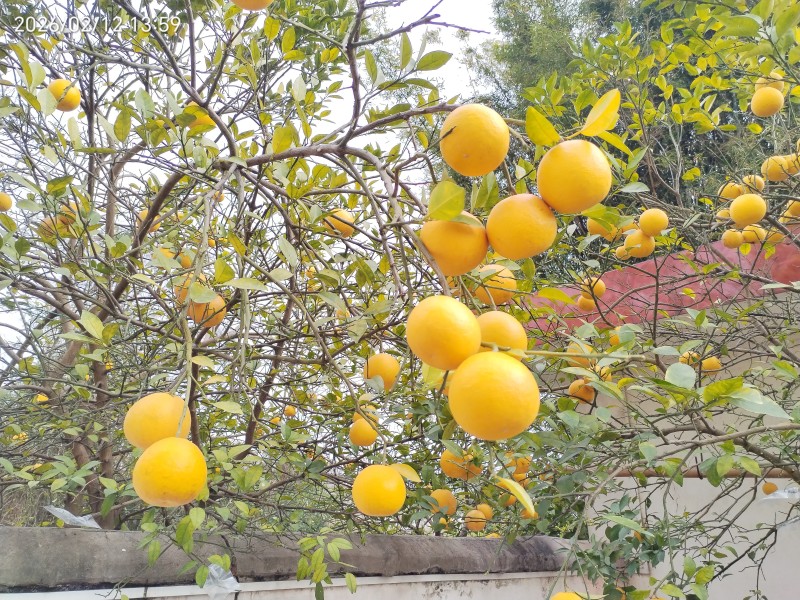 江酉省赣州市大余县香橡果