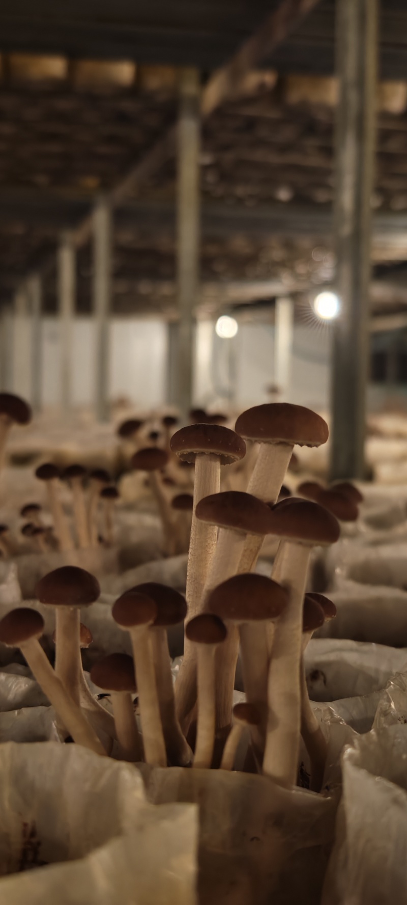 源头种植基地发货，新鲜出炉，价格实惠。