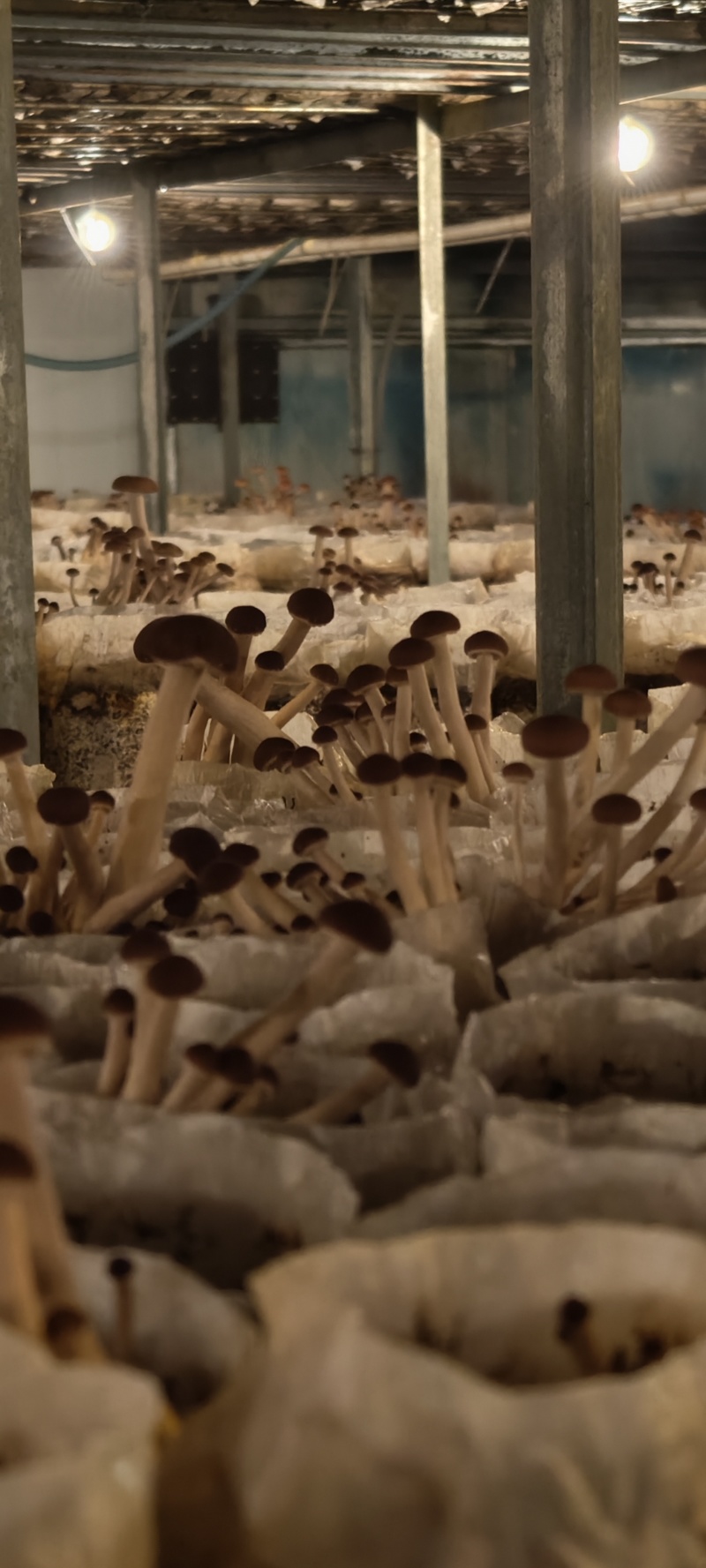源头种植基地发货，新鲜出炉，价格实惠。