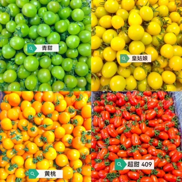 盘锦小柿子