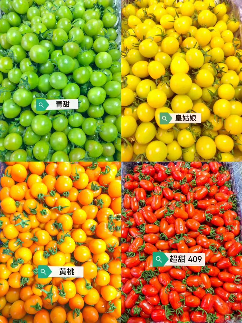 盘锦小柿子