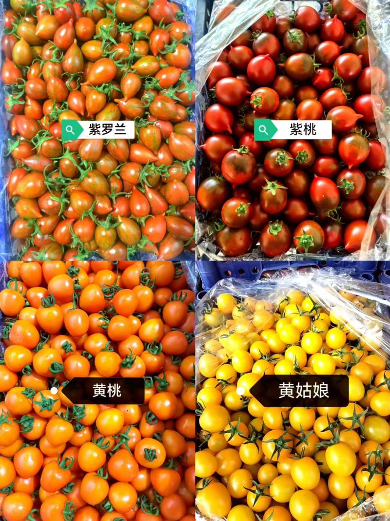 盘锦小柿子