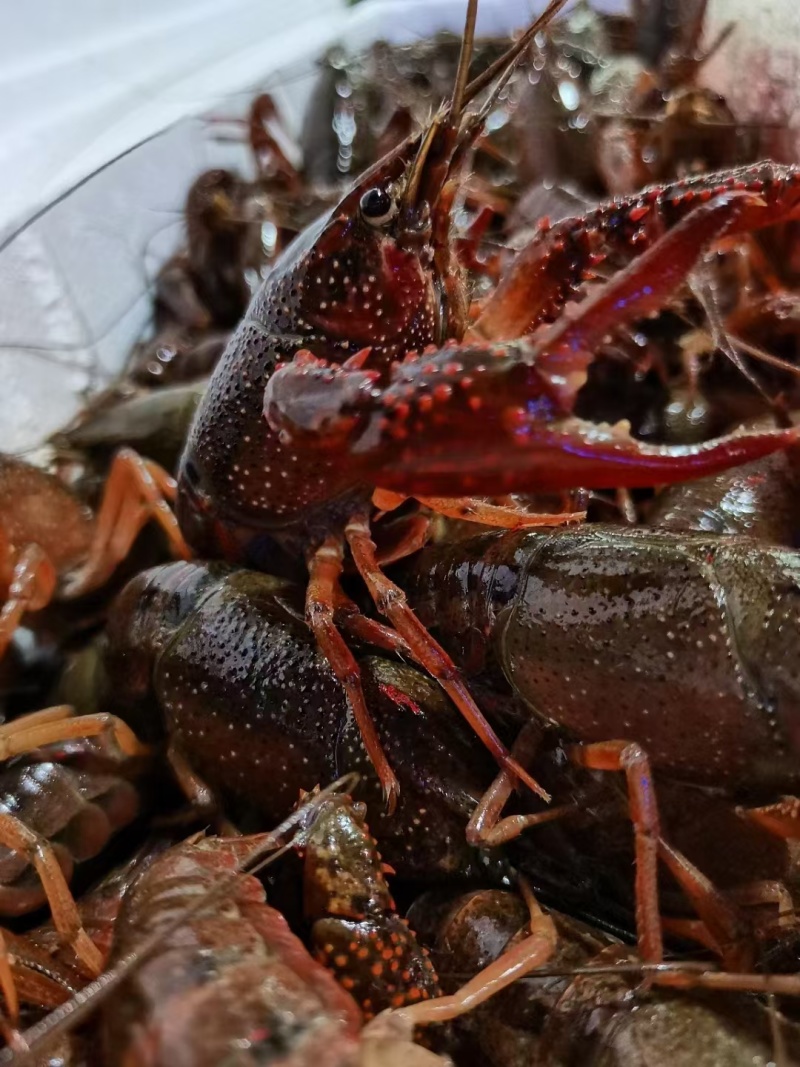 湖北洪湖清水小龙虾