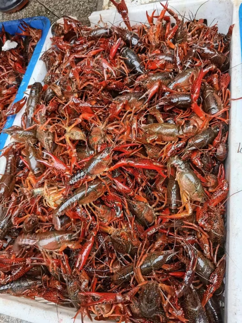 湖北洪湖清水小龙虾