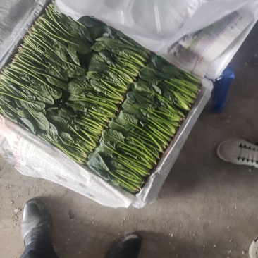菠菜