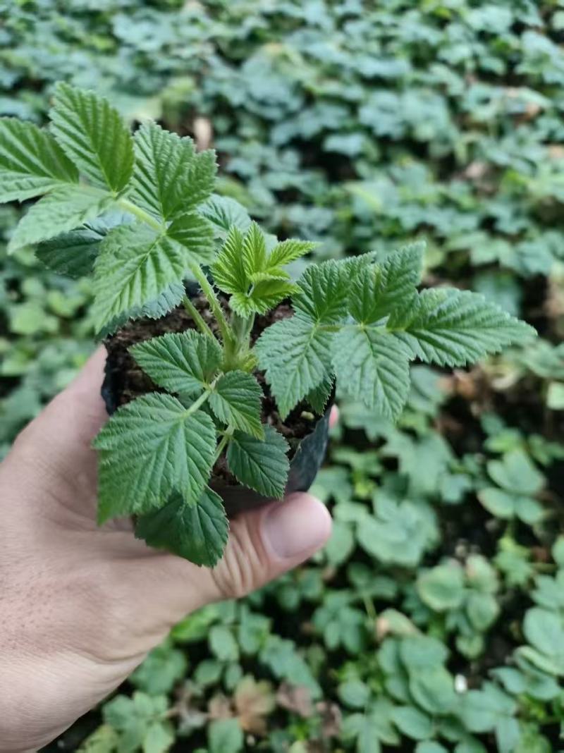 树莓苗，B18黑莓多季