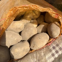 定西面沙土豆，红皮土豆，白皮土豆🥔🥔🥔🥔🥔🥔