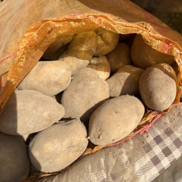 定西面沙土豆，红皮土豆，白皮土豆🥔🥔🥔🥔🥔🥔