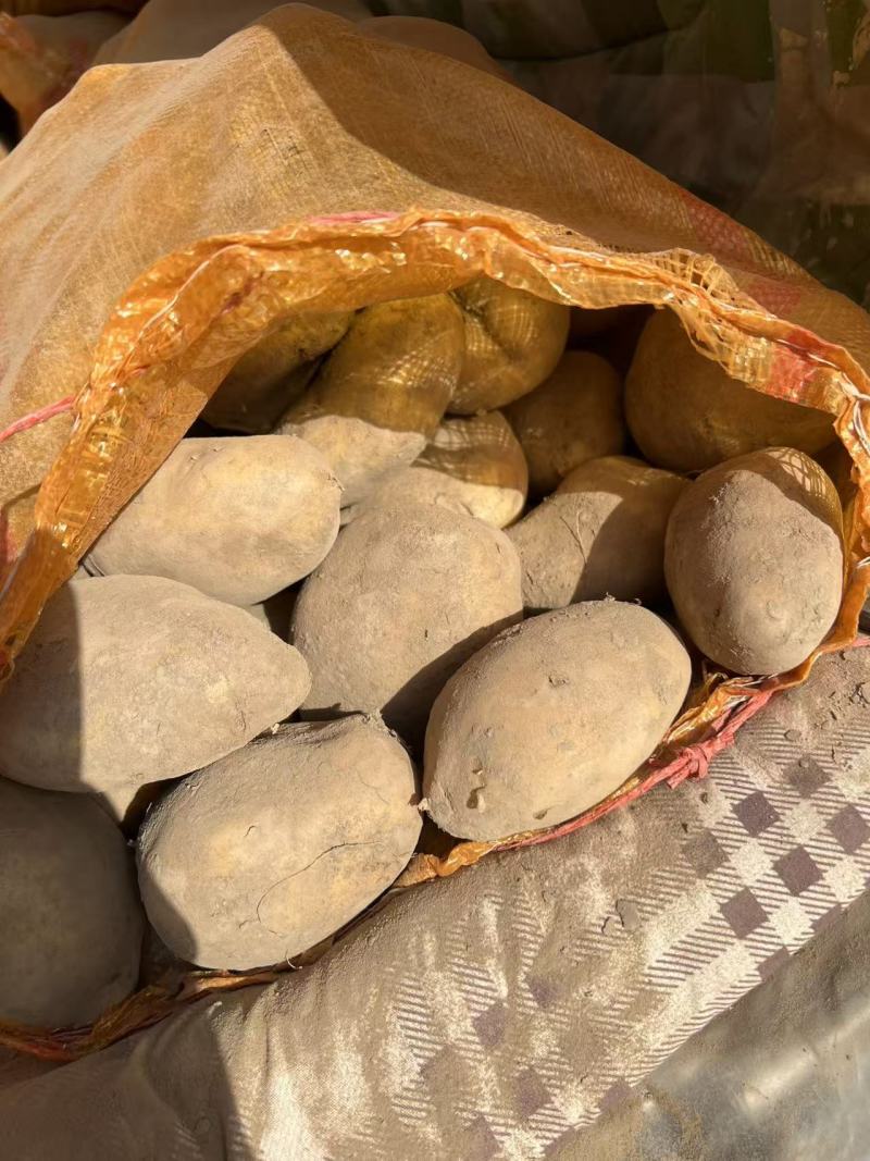 定西面沙土豆，红皮土豆，白皮土豆🥔🥔🥔🥔🥔🥔