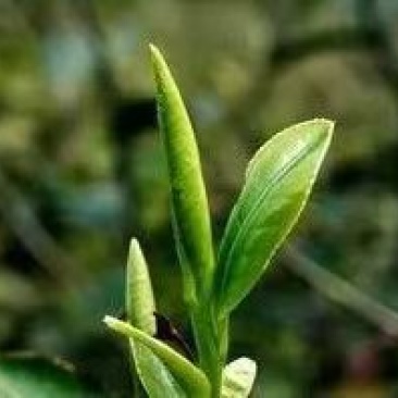 茶，实实在在的口粮茶