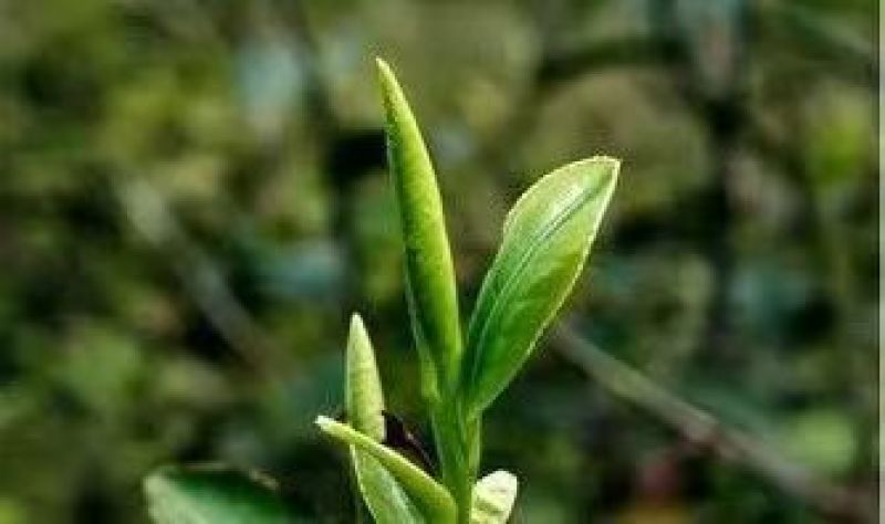 茶，实实在在的口粮茶