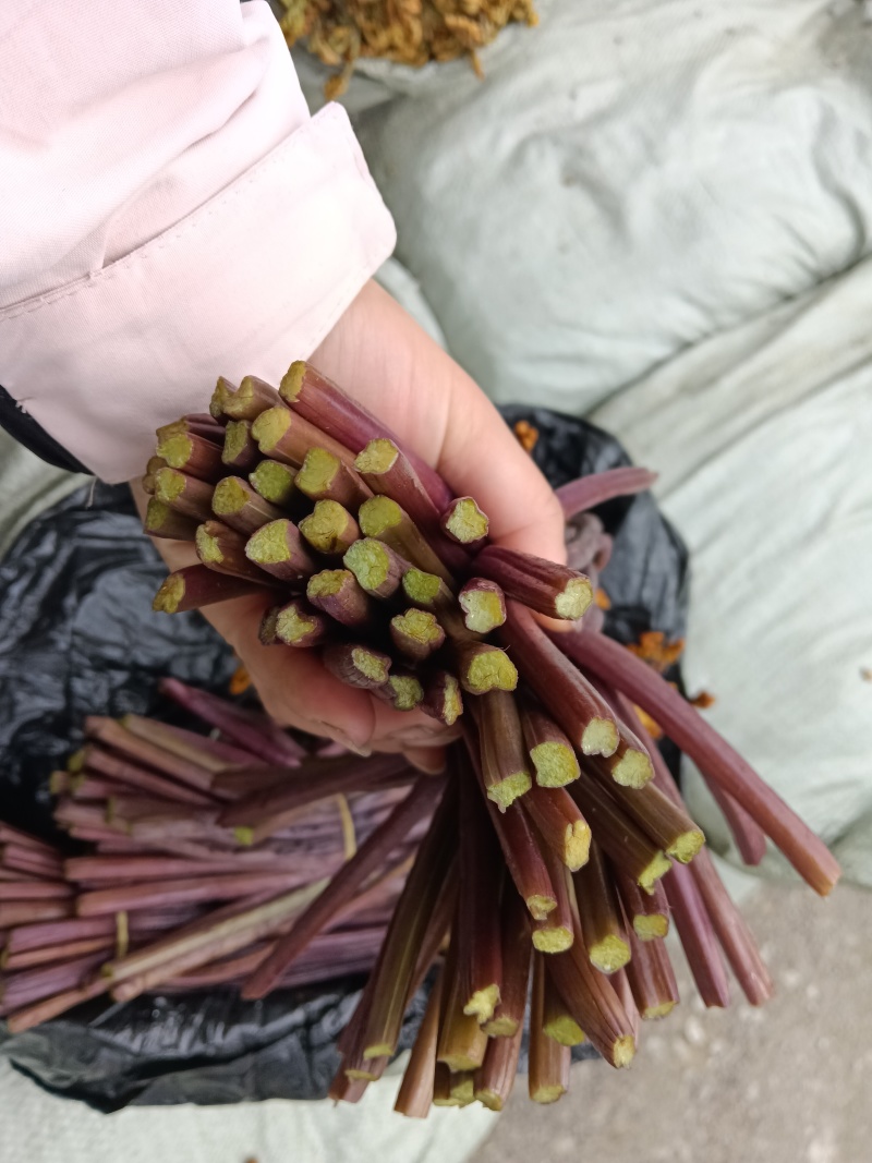 贵州野生蕨菜