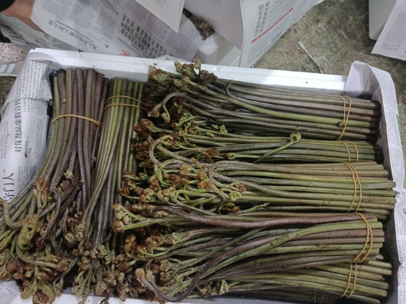 贵州野生蕨菜