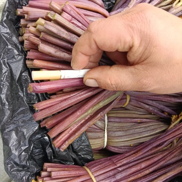 贵州野生蕨菜