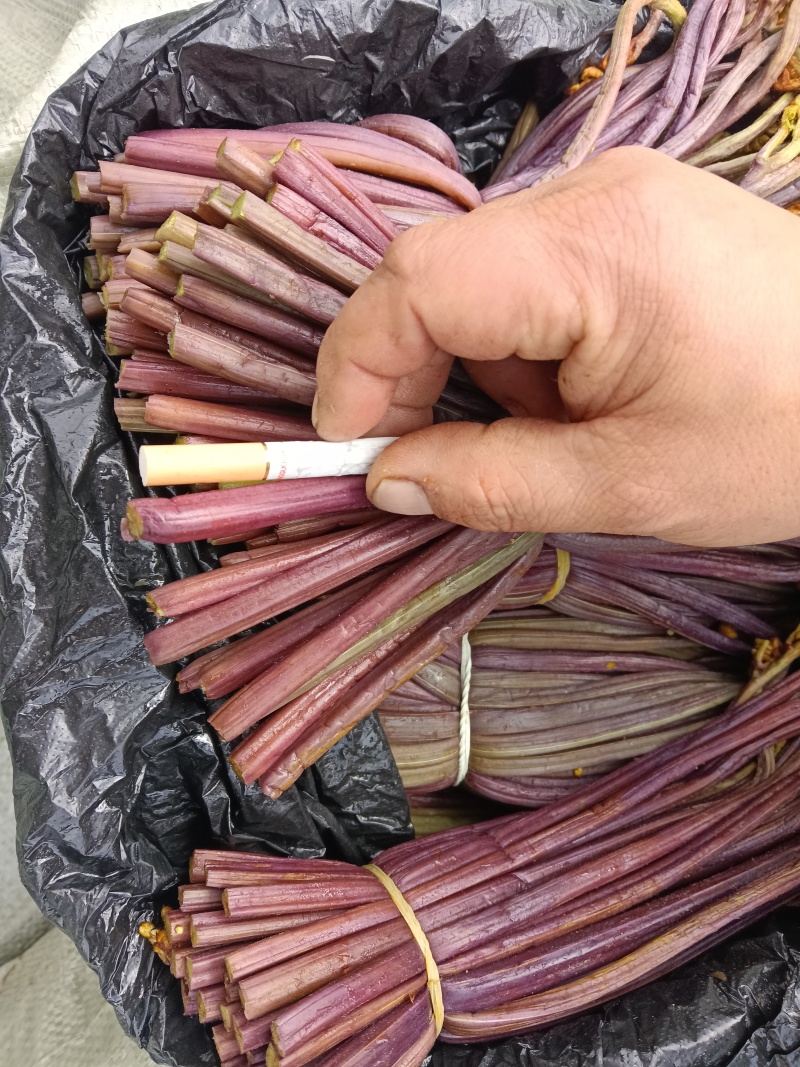 贵州野生蕨菜