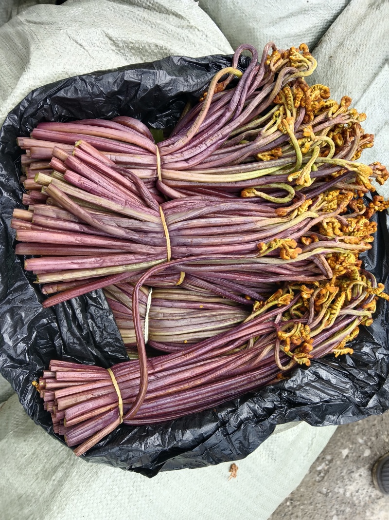 贵州野生蕨菜