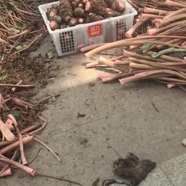 旧州雅蔡冷泉芋头