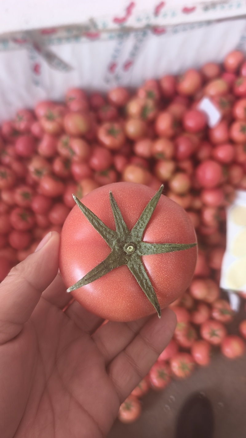 赤峰硬粉西红柿
