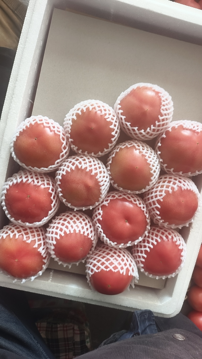 赤峰硬粉西红柿