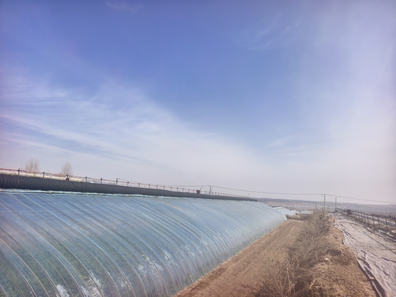赤峰硬粉西红柿