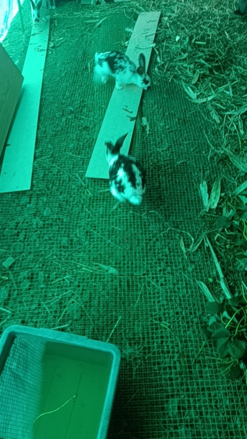 各品种兔子