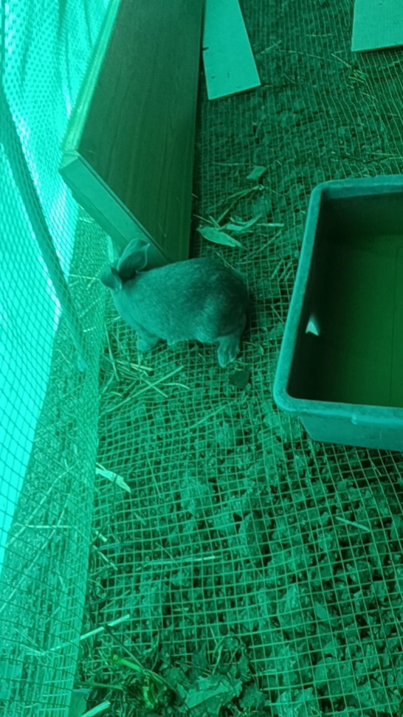 各品种兔子