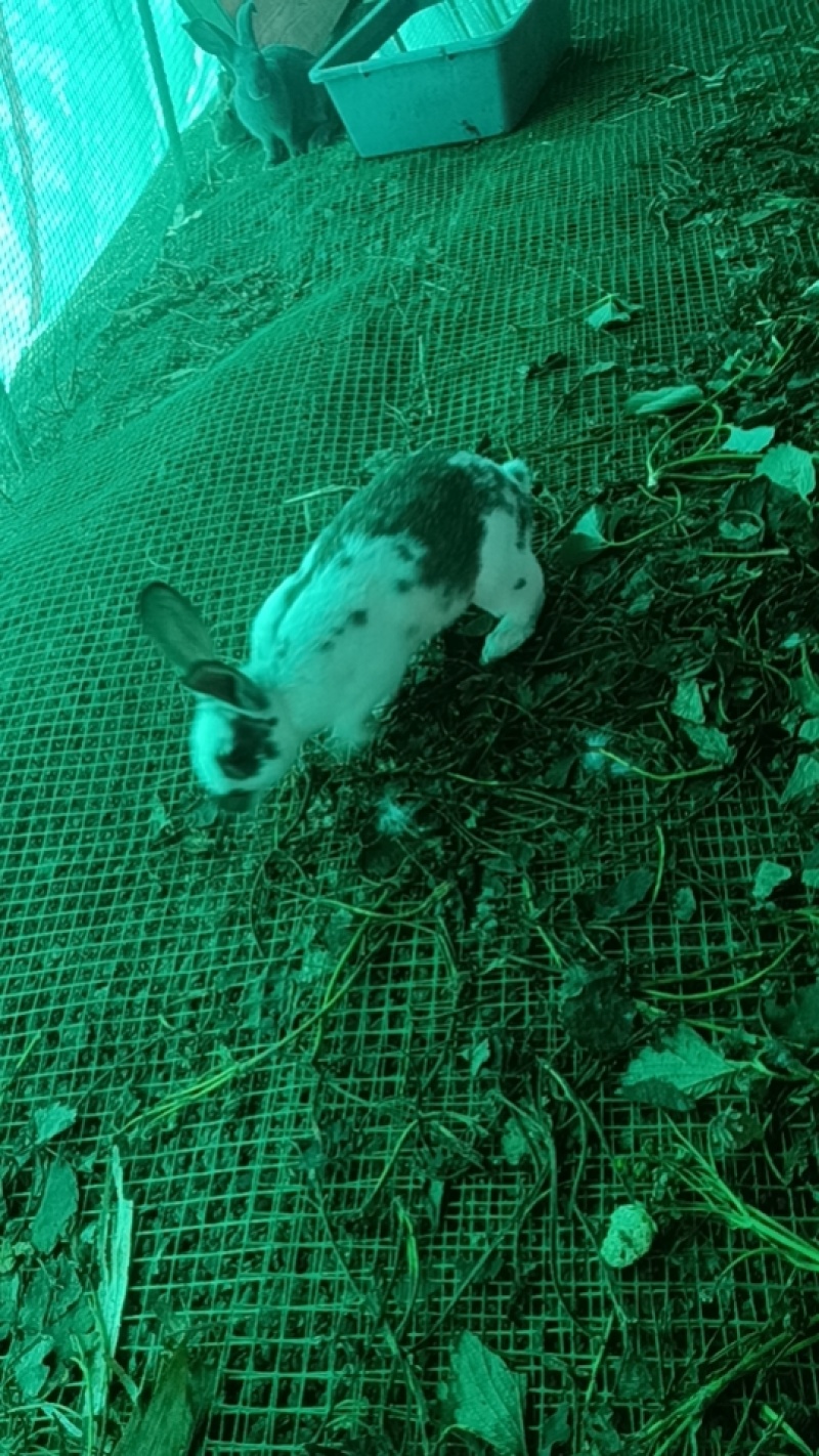 各品种兔子