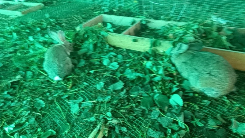 各品种兔子