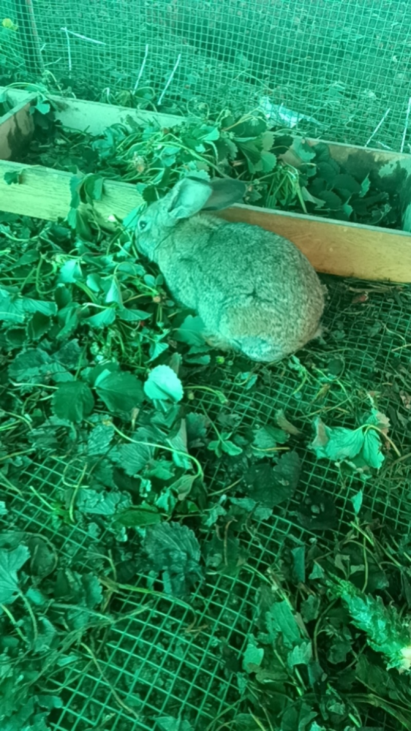 各品种兔子