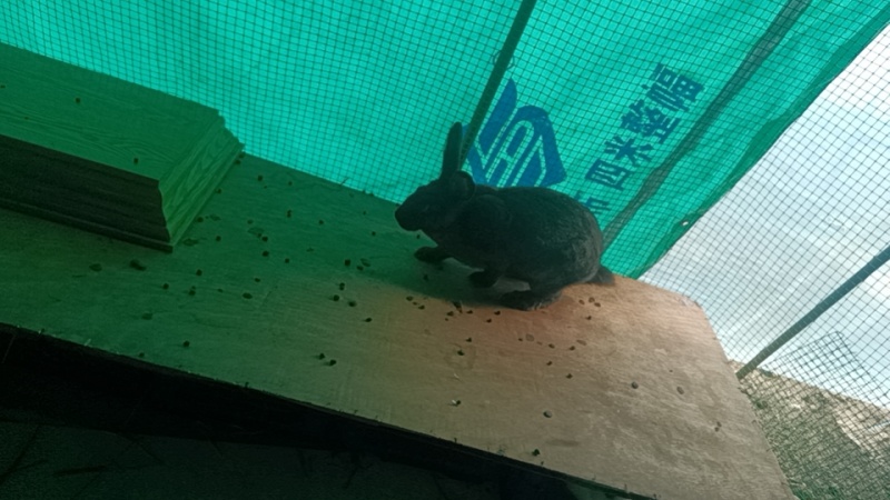 各品种兔子