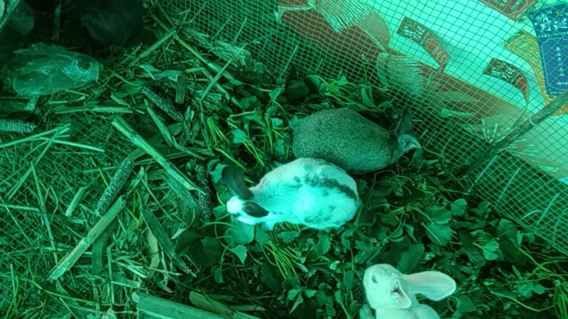 各品种兔子