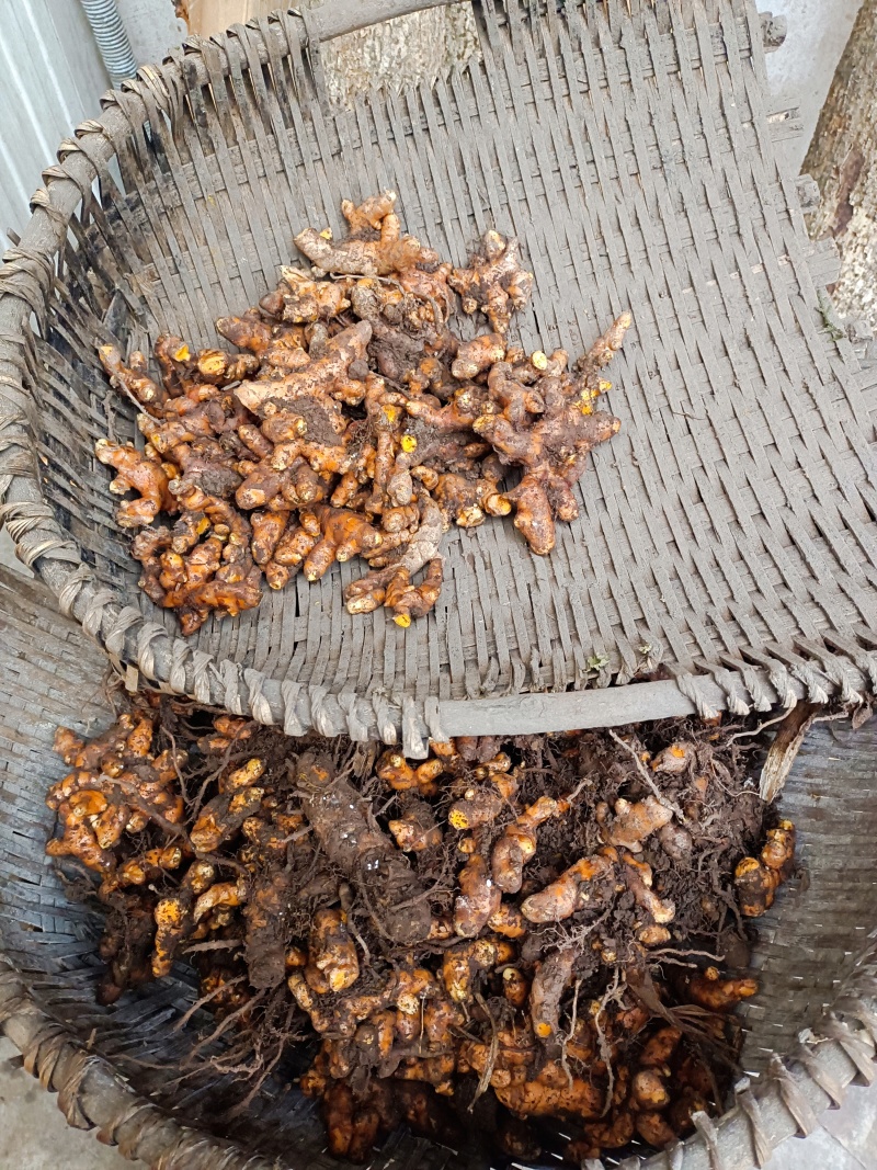黄姜（姜黄）