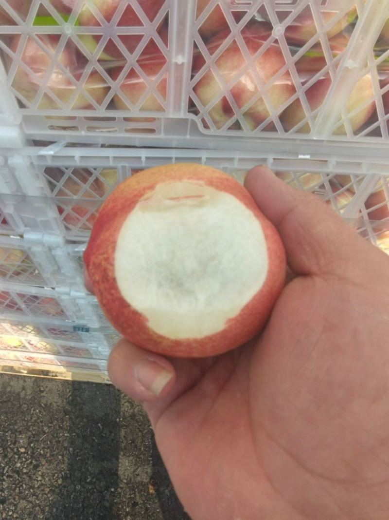 超靓桃驳李，硬脆甜不黑心，