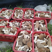 羊肚菌