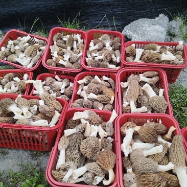 羊肚菌