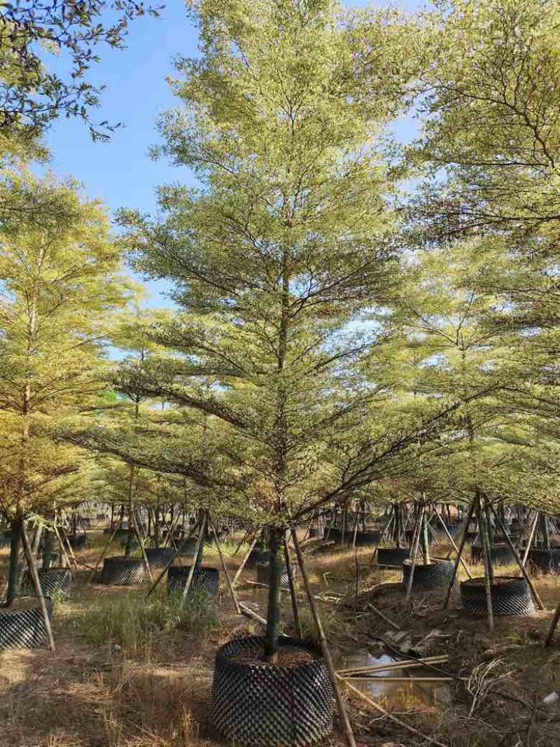 花叶榄仁3-15分，各种规格，大量低价出售