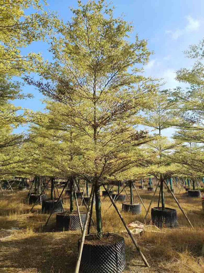 花叶榄仁3-15分，各种规格，大量低价出售