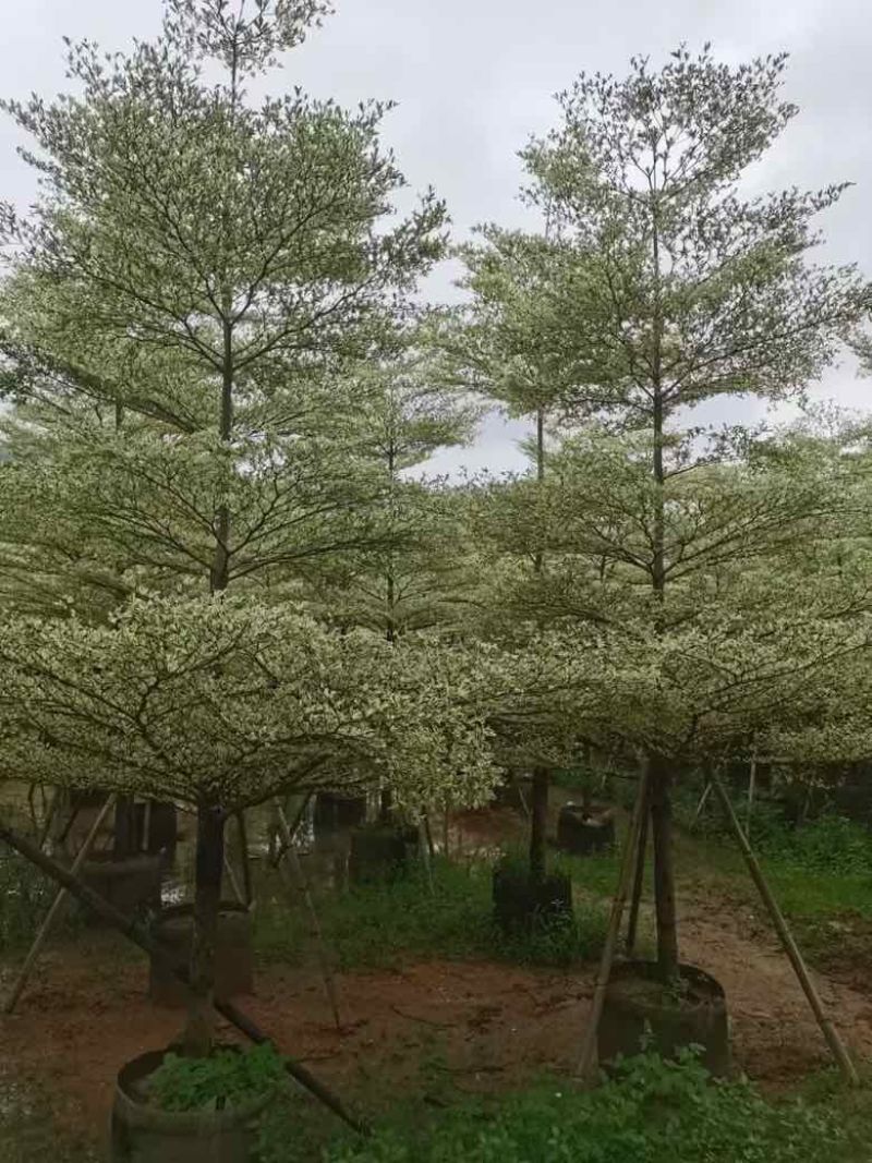花叶榄仁3-15分，各种规格，大量低价出售