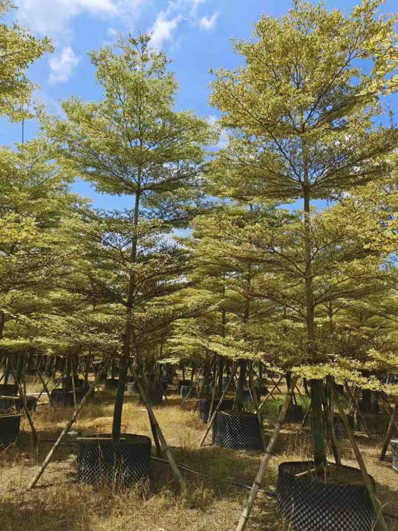 花叶榄仁3-15分，各种规格，大量低价出售