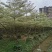 花叶榄仁3-15分，各种规格，大量低价出售